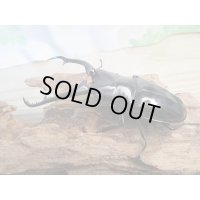☆新成虫☆ギラファノコギリクワガタ（亜種ダイスケ）♂91ミリ♀50ミリペア販売！！