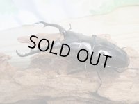 ☆新成虫☆ギラファノコギリクワガタ（亜種ダイスケ）♂91ミリ♀50ミリペア販売！！