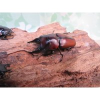 ☆新成虫☆アンティローペノコギリクワガタ♂46ミリ♀フリーペア＋♀フリー計3頭トリオ販売！！　　