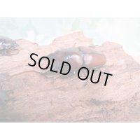 ☆新成虫☆アンティローペノコギリクワガタ♂46ミリ♀フリーペア＋♀フリー計3頭トリオ販売！！　　