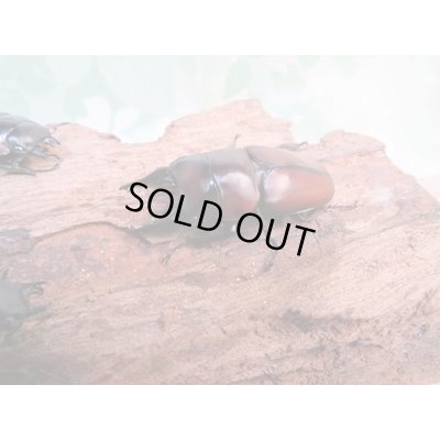 画像1: ☆新成虫☆アンティローペノコギリクワガタ♂46ミリ♀フリーペア＋♀フリー計3頭トリオ販売！！　　