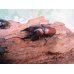 画像1: ☆新成虫☆アンティローペノコギリクワガタ♂46ミリ♀フリーペア＋♀フリー計3頭トリオ販売！！　　 (1)