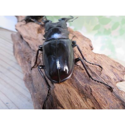 画像3: ☆大型新成虫☆ギラファノコギリクワガタ（亜種ニシカワイ）♂93ミリ♀51ミリペア販売！！