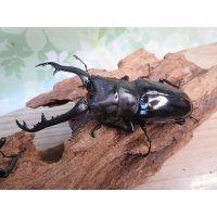 ☆大型新成虫☆ギラファノコギリクワガタ（亜種ニシカワイ）♂93ミリ♀51ミリペア販売！！