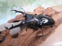 ☆大型新成虫☆ギラファノコギリクワガタ（亜種ニシカワイ）♂93ミリ♀51ミリペア販売！！