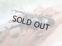 ☆大型新成虫☆ギラファノコギリクワガタ（亜種ニシカワイ）♂93ミリ♀51ミリペア販売！！