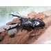 画像1: ☆大型新成虫☆ギラファノコギリクワガタ（亜種ニシカワイ）♂93ミリ♀51ミリペア販売！！ (1)
