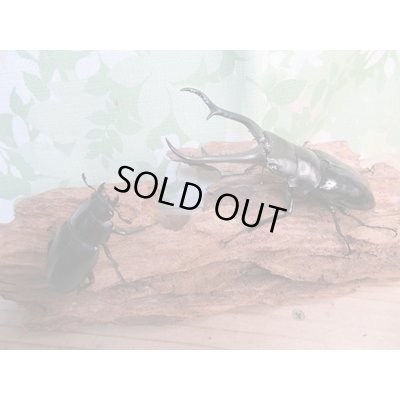 画像5: ☆新成虫☆ギラファノコギリクワガタ（亜種ダイスケ）♂100ミリ♀52ミリペア販売！！