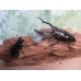 画像5: ☆新成虫☆ギラファノコギリクワガタ（亜種ダイスケ）♂100ミリ♀52ミリペア販売！！ (5)