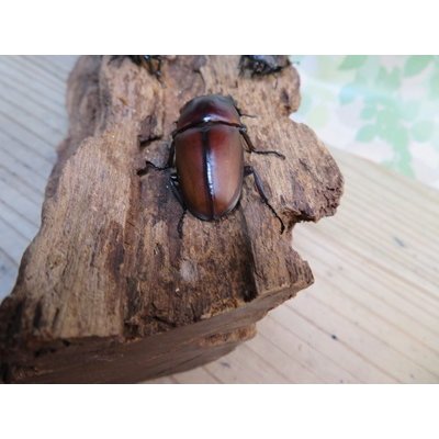 画像3: ☆新成虫☆アンティローペノコギリクワガタ♂46ミリ♀フリーペア＋♀フリー計3頭トリオ販売！！　　