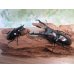 画像5: ☆大型新成虫☆ギラファノコギリクワガタ（亜種ニシカワイ）♂93ミリ♀51ミリペア販売！！ (5)