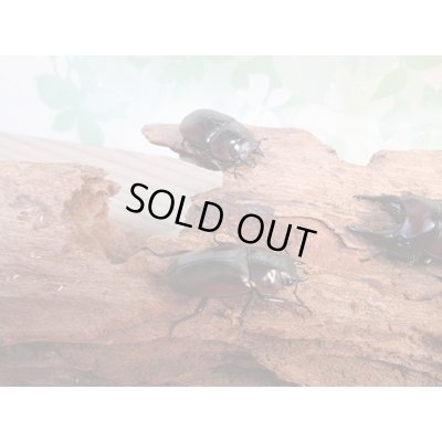 画像4: ☆新成虫☆アンティローペノコギリクワガタ♂46ミリ♀フリーペア＋♀フリー計3頭トリオ販売！！　　