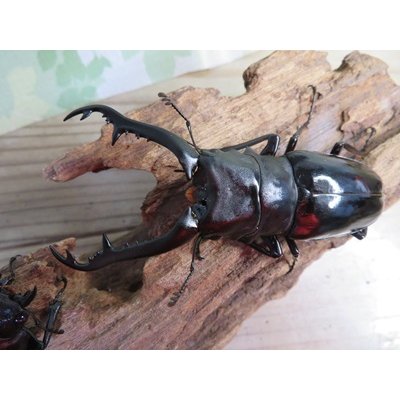 画像2: ☆大型新成虫☆ギラファノコギリクワガタ（亜種ニシカワイ）♂93ミリ♀51ミリペア販売！！