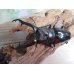 画像2: ☆大型新成虫☆ギラファノコギリクワガタ（亜種ニシカワイ）♂93ミリ♀51ミリペア販売！！ (2)
