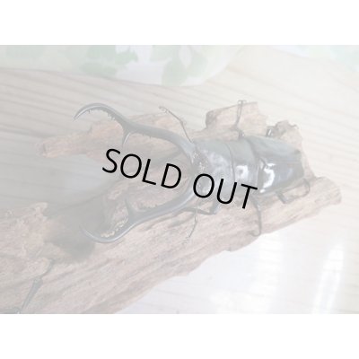 画像2: ☆新成虫☆ギラファノコギリクワガタ（亜種ダイスケ）♂100ミリ♀52ミリペア販売！！