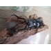 画像2: ☆新成虫☆ギラファノコギリクワガタ（亜種ダイスケ）♂100ミリ♀52ミリペア販売！！ (2)