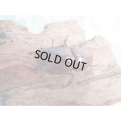 画像2: ☆新成虫☆アンティローペノコギリクワガタ♂46ミリ♀フリーペア＋♀フリー計3頭トリオ販売！！　　