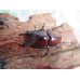 画像2: ☆新成虫☆アンティローペノコギリクワガタ♂46ミリ♀フリーペア＋♀フリー計3頭トリオ販売！！　　 (2)