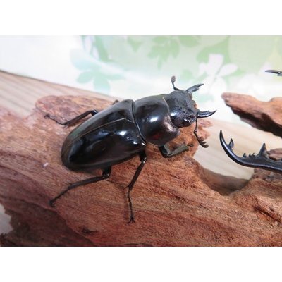 画像4: ☆大型新成虫☆ギラファノコギリクワガタ（亜種ニシカワイ）♂93ミリ♀51ミリペア販売！！