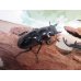 画像4: ☆大型新成虫☆ギラファノコギリクワガタ（亜種ニシカワイ）♂93ミリ♀51ミリペア販売！！ (4)