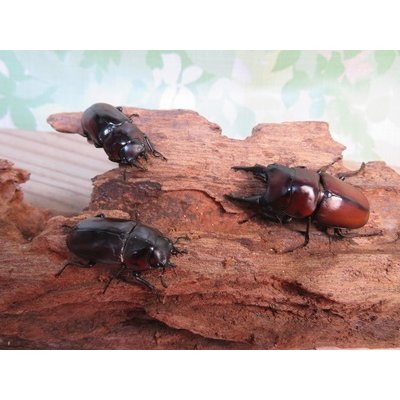画像5: ☆新成虫☆アンティローペノコギリクワガタ♂46ミリ♀フリーペア＋♀フリー計3頭トリオ販売！！　　
