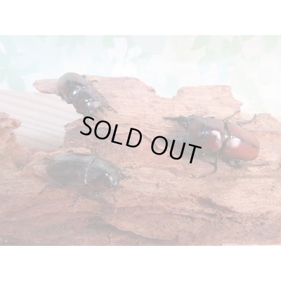 画像5: ☆新成虫☆アンティローペノコギリクワガタ♂46ミリ♀フリーペア＋♀フリー計3頭トリオ販売！！　　