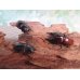 画像5: ☆新成虫☆アンティローペノコギリクワガタ♂46ミリ♀フリーペア＋♀フリー計3頭トリオ販売！！　　 (5)
