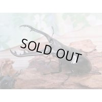 ☆新成虫☆ギラファノコギリクワガタ（原名亜種）♂82ミリ♀43ミリペア販売！！