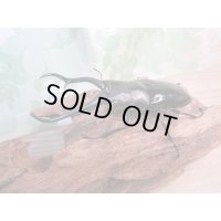 ☆新成虫☆ギラファノコギリクワガタ（亜種ダイスケ）♂100ミリ♀52ミリペア販売！！