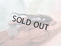 ☆新成虫☆ギラファノコギリクワガタ（亜種ダイスケ）♂100ミリ♀52ミリペア販売！！