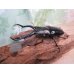 画像1: ☆新成虫☆ギラファノコギリクワガタ（亜種ダイスケ）♂100ミリ♀52ミリペア販売！！ (1)