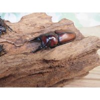 ☆新成虫☆アンティローペノコギリクワガタ♂43ミリ♀フリーペア＋♀フリー計3頭トリオ販売！！　　