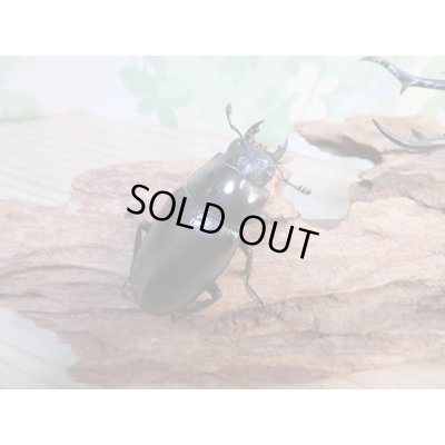 画像4: ☆新成虫☆ギラファノコギリクワガタ（亜種ダイスケ）♂100ミリ♀52ミリペア販売！！