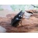 画像4: ☆新成虫☆ギラファノコギリクワガタ（亜種ダイスケ）♂100ミリ♀52ミリペア販売！！ (4)