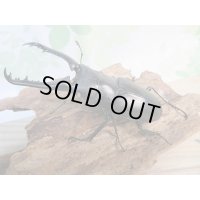 新成虫☆ホワイトアイ☆ギラファノコギリクワガタ（亜種ケイスケ）♂86ミリ♀53ミリペア販売！！