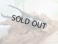 新成虫☆ホワイトアイ☆ギラファノコギリクワガタ（亜種ケイスケ）♂86ミリ♀53ミリペア販売！！