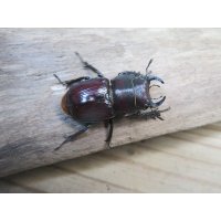 ☆WF3☆デンティクルスゲンシミヤマ♂25ミリ♀24ミリペア販売！！