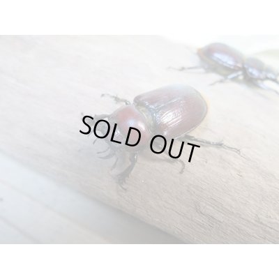 画像2: ☆WF3☆デンティクルスゲンシミヤマ♂25ミリ♀24ミリペア販売！！