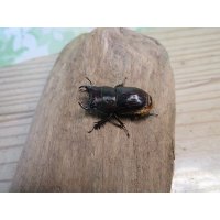 ☆WF3☆デンティクルスゲンシミヤマ♂25ミリ♀24ミリペア販売！！