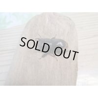 ☆WF3☆デンティクルスゲンシミヤマ♂25ミリ♀24ミリペア販売！！