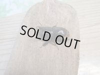 ☆WF3☆デンティクルスゲンシミヤマ♂25ミリ♀24ミリペア販売！！