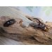 画像5: ☆美麗人気種☆新成虫！ミラビリスノコギリクワガタ♂63ミリ♀35ミリペア販売！！ (5)