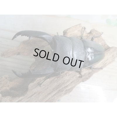 画像2: ☆新成虫☆テイオウヒラタクワガタ♂98ミリ♀42ミリペア7販売！！