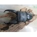 画像2: ☆新成虫☆テイオウヒラタクワガタ♂98ミリ♀42ミリペア7販売！！ (2)
