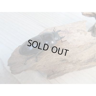 画像4: ☆大型個体☆パラワンオオヒラタクワガタ♂108ミリ♀48ミリ同腹ペア販売！！
