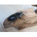 画像4: ☆大型個体☆パラワンオオヒラタクワガタ♂108ミリ♀48ミリ同腹ペア販売！！ (4)