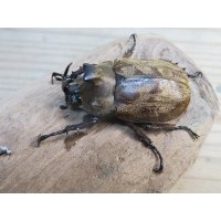 ☆新成虫☆サビイロカブト♂♀フリーサイズペア販売！！