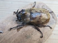 ☆新成虫☆サビイロカブト♂♀フリーサイズペア販売！！