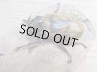 ☆新成虫☆サビイロカブト♂♀フリーサイズペア販売！！