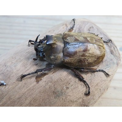 画像1: ☆新成虫☆サビイロカブト♂♀フリーサイズペア販売！！